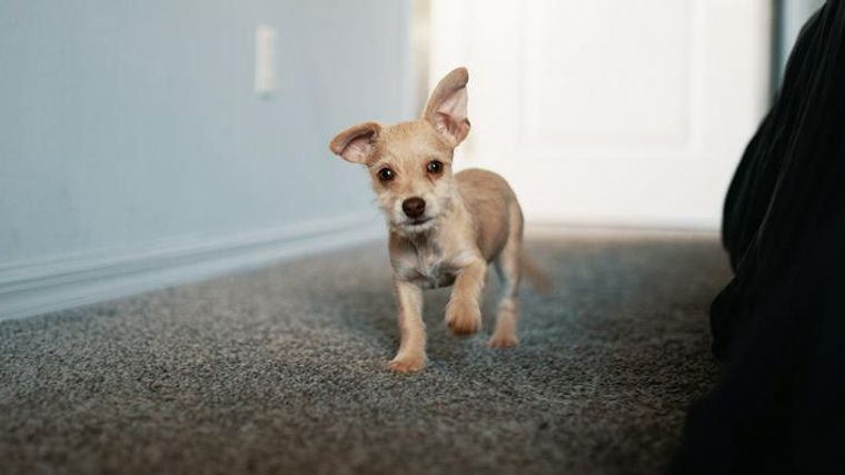 愛玩犬はかわいそう 愛玩犬の意味や犬種 歴史について紹介 ペトコト
