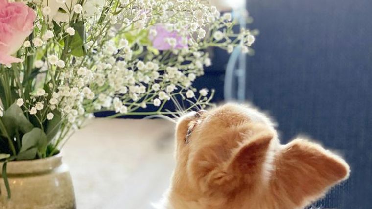 犬は花を食べても大丈夫 危険な花や安全な花 食べてしまったときの対処法を紹介 ペトこと