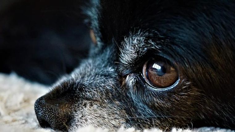 犬に目薬を差す方法とは 目のケアの必要性を獣医師が解説 ペトコト