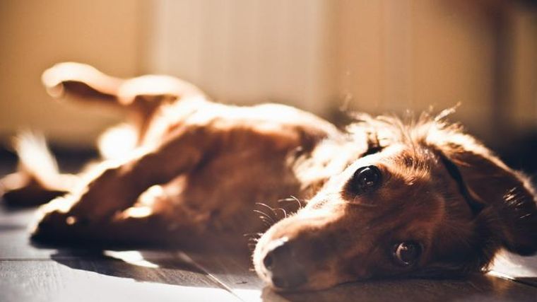 短足犬はどうして足が短いの 理由や飼う上で注意すべき点を紹介 ペトコト