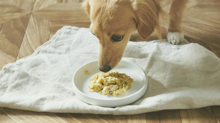 犬に必要なタンパク質の量や割合を解説 高タンパクフードは腎臓に悪影響のリスクも ペトコト