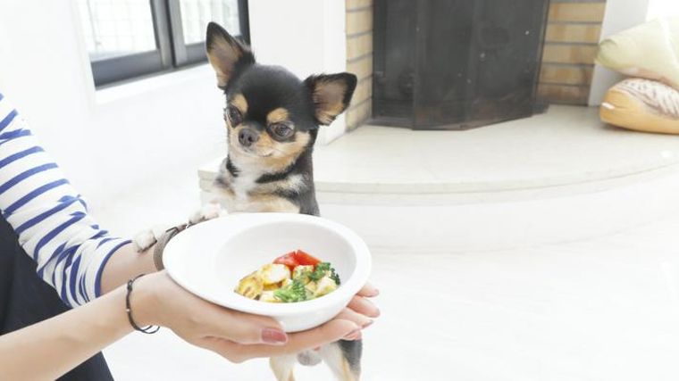 犬の手作りごはん簡単レシピ集 与える量や栄養の注意点も解説 ペトコト