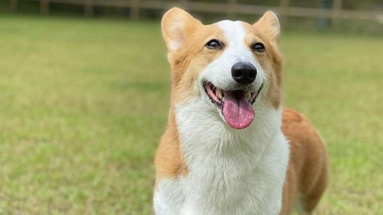 犬が興奮する原因とは 興奮させない 落ち着かせる方法やしつけ方をトレーナーが解説 ペトコト