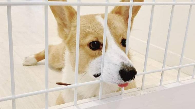 犬が玄関から離れない理由とは 吠える気持ちや分離不安の可能性について解説 ペトコト