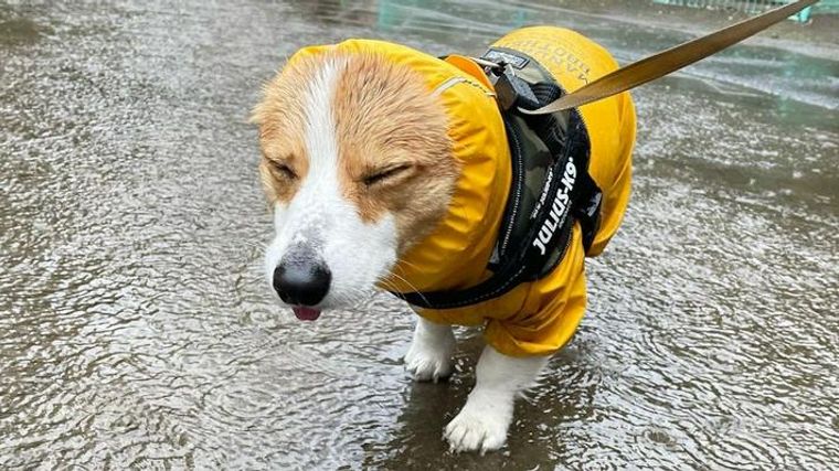 雨の日に犬の散歩はすべき 雨の日のレイングッズやトイレ 嫌がる場合も紹介 ペトコト