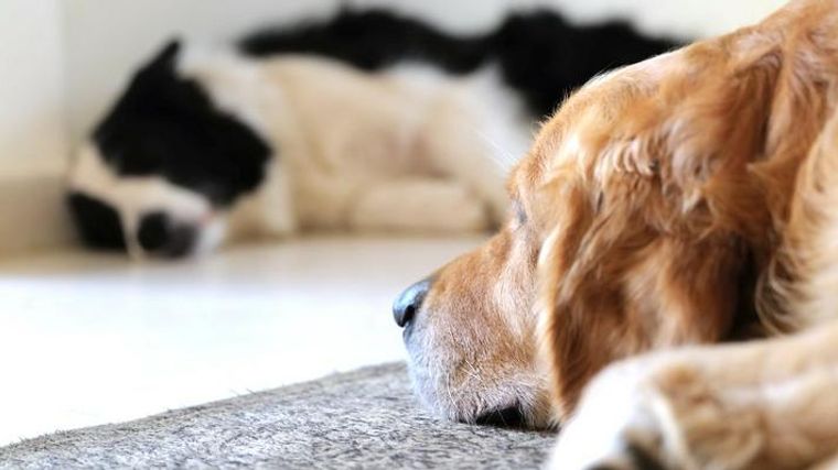犬が臭いのは病気が原因 原因から考える対策を解説 ペトコト