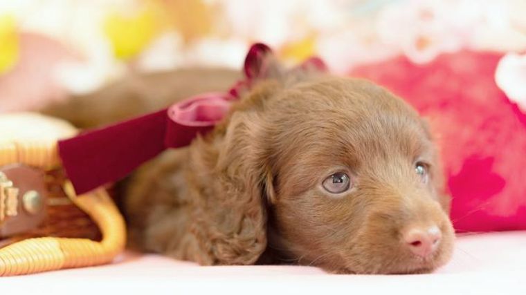 犬の出産 基本知識から準備や流れ 死亡リスクなどの注意点を解説 獣医師監修 ペトコト 犬の出産 基本知識から準備や流れ 死亡リスクなどの注意点を解説 獣医師監修 ペトコト