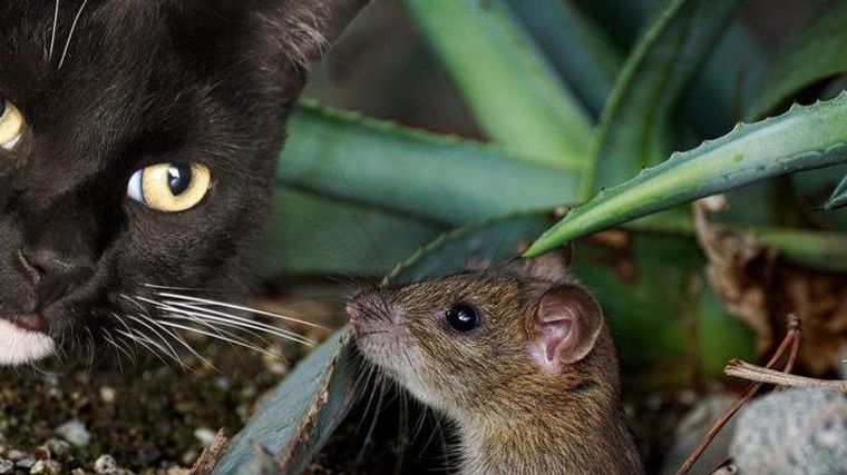 猫とネズミは仲良し 猫とネズミが仲の良い動画や捕まえて持ってくる理由などを紹介 ペトコト