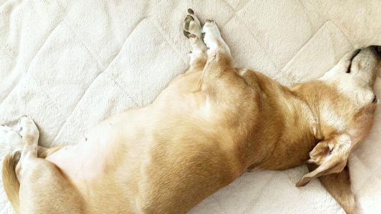 犬がぐったりして動かない場合の対処法を獣医師が解説 ペトコト