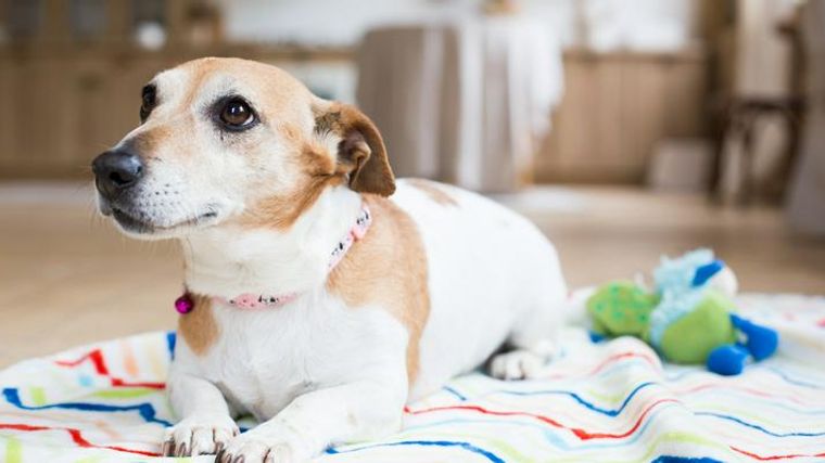 犬の腸閉塞 症状や原因 治療法を獣医師が解説 ペトコト