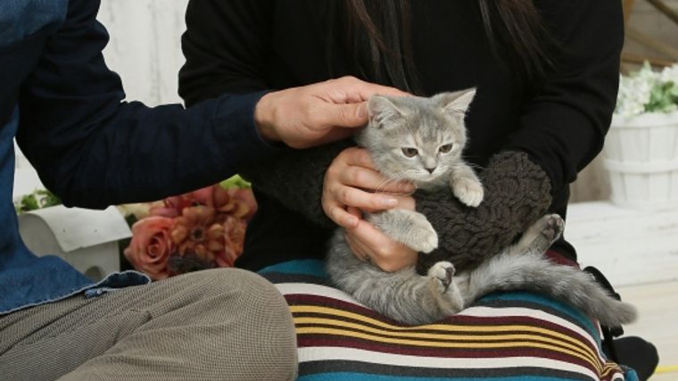 猫がなつく7つの方法 しぐさや行動の理由 なつく猫の種類まで紹介 ペトコト