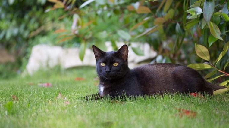 ボンベイ猫ってどんな猫 性格や寿命 体重などの特徴 里親の迎え方などを紹介 ペトコト