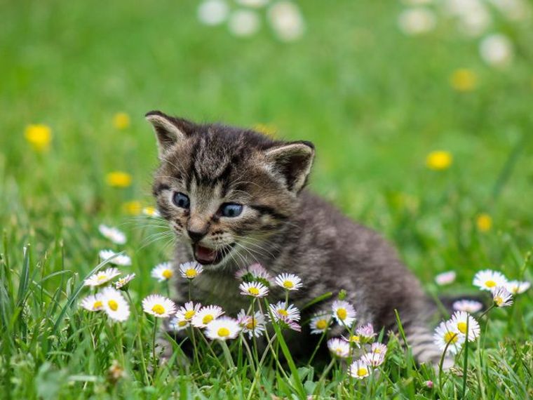 最新 猫と暮らす猫好き芸能人まとめ 名前や種類は 保護猫の里親も増加中 ペトコト