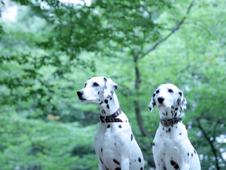 ダルメシアンの飼い方 性格や寿命 かかりやすい病気などを紹介 ペトコト