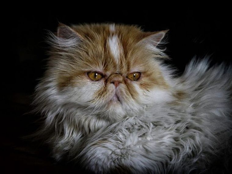 ペルシャ猫ってどんな猫 性格や毛色 体重 寿命の特徴 里親の迎え方などを紹介 ペトコト