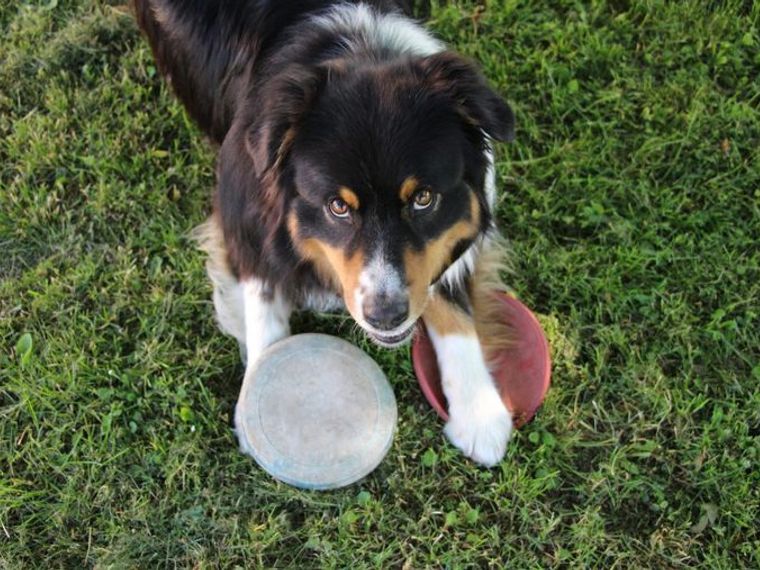 オーストラリアンシェパードの飼い方 性格や体重 寿命 しつけ かかりやすい病気などを解説 ペトコト