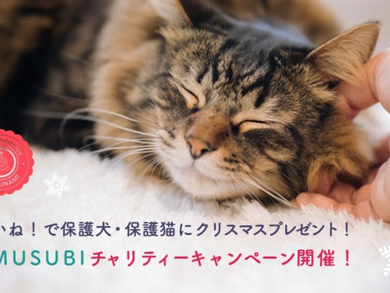 祝達成 いいね で保護犬猫にクリスマスプレゼント Omusubiチャリティーキャンペーン ペトコト