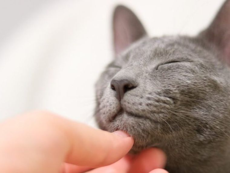 猫の血尿は何が原因 色別に考えられる病気の治療 予防法を猫専門獣医師が解説 ペトコト