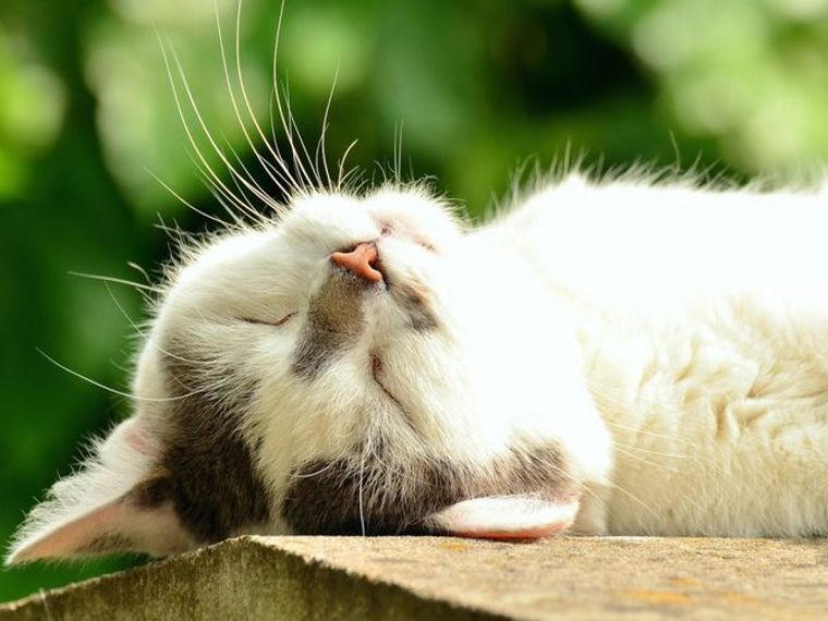 猫のアニマルセラピーはうつ病などに効果 資格 犬との違いなどを紹介 ペトコト