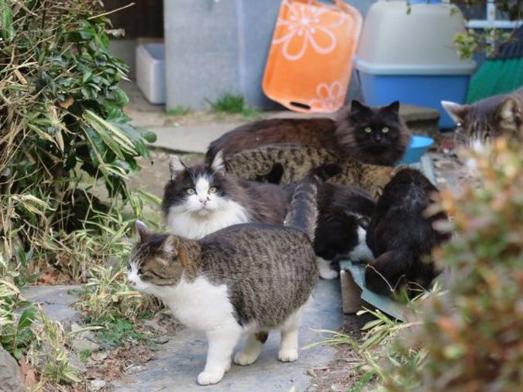 冬の田代島に異変 猫がいなくなったワケとは 今日のシロップ ペトコト