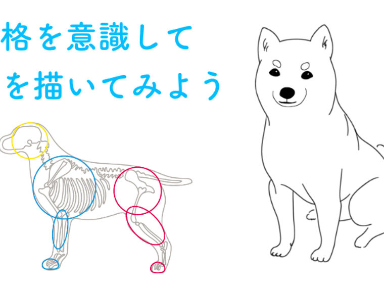 犬の描き方をプロが解説 骨格を意識したデッサン手法から 顔の特徴を出すコツまで ペトコト