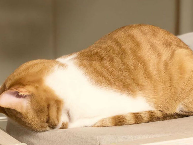 猫がごめん寝をする意外な理由 不満や病気のサインかも かわいい画像 動画も紹介 ペトコト