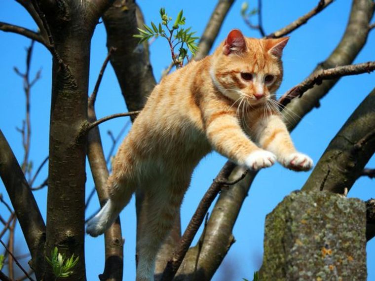 猫のジャンプ力はどのくらい ジャンプできない場合に考えられる理由も解説 ペトコト