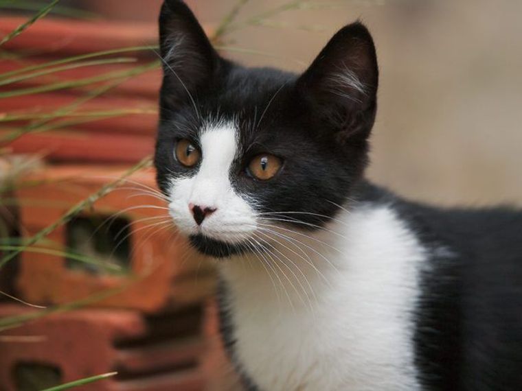 ハチワレ猫の性格や特徴を解説 縁起の良い 福猫 と呼ばれる理由とは ペトコト