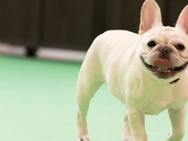 関西の室内ドッグラン 雨でも愛犬と遊べる場所おすすめ8選 ペトコト