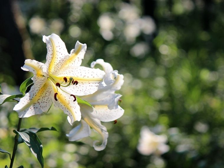 猫のユリ中毒を獣医師が解説 症状や致死量 対処法などを紹介 ペトコト