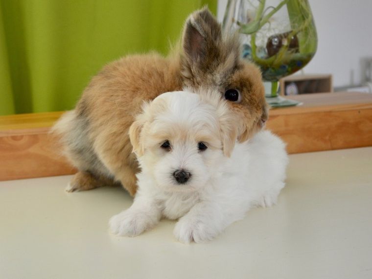 犬や猫と一緒に小動物も飼いたい！ 同居させるときの注意点と相性 