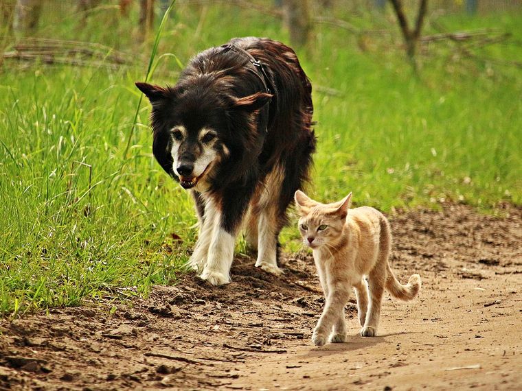 犬と猫の足跡を見分けることができますか 犬と猫の肉球の違いを解説 ペトコト