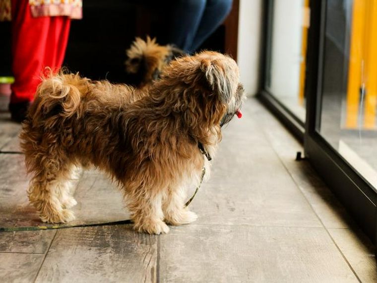 犬が来客時に吠える理由は 警戒している場合と喜んでいる場合で違う対処方法 ペトコト