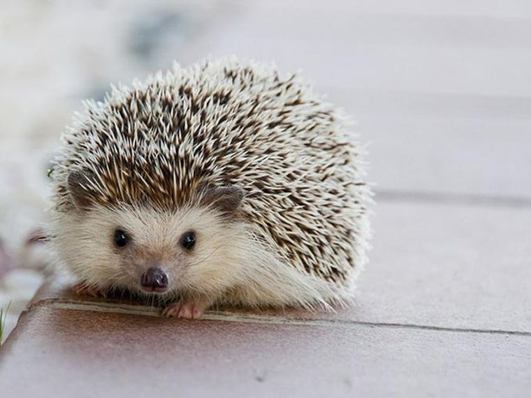 幸運のシンボル ハリネズミの飼い方まとめ 種類や特性 性格など ペトコト 幸運のシンボル ハリネズミの飼い方まとめ 種類や特性 性格など ペトコト
