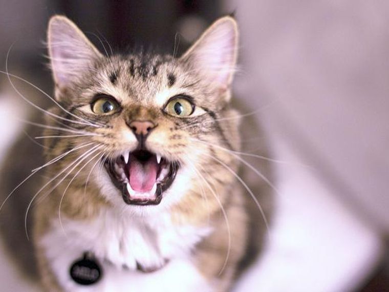 猫がサイレントニャーをする4つの意味 周波数など猫の特徴から聞こえない理由を解説 ペトコト