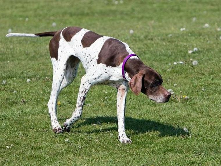 ポインターってどんな犬 犬種 歴史 性格 しつけなどを解説 ペトコト