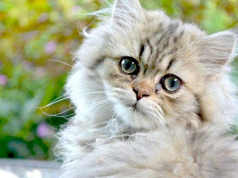 日本には洋猫だけで和猫はいない おとなしい性格や長毛など洋猫の種類を紹介 ペトコト