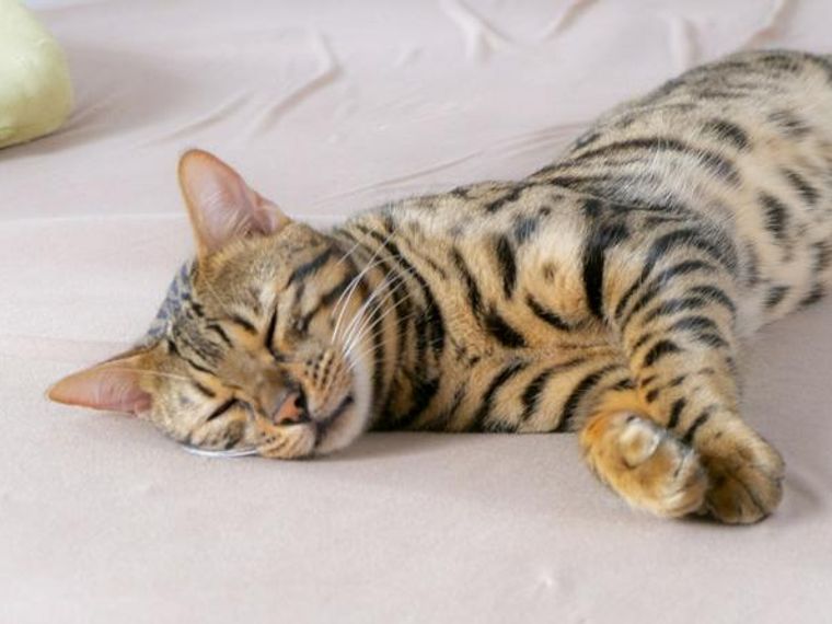 猫が震えるときに考えられる10の原因と病気 対処法を獣医師が解説 ペトコト