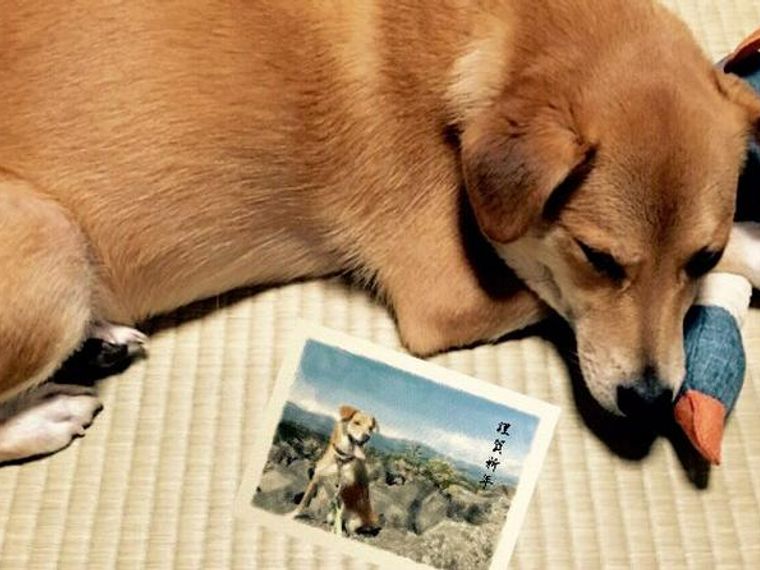 19年 亥年 犬年賀状のアイデアを紹介 イラスト 写真からかぶりものまで ペトコト