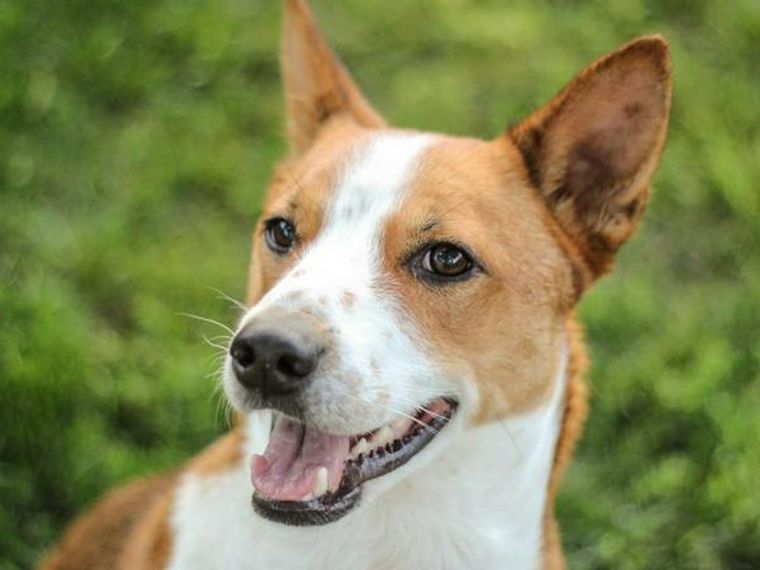 バセンジーの飼い方 性格や寿命 しつけ かかりやすい病気などを解説 ペトコト