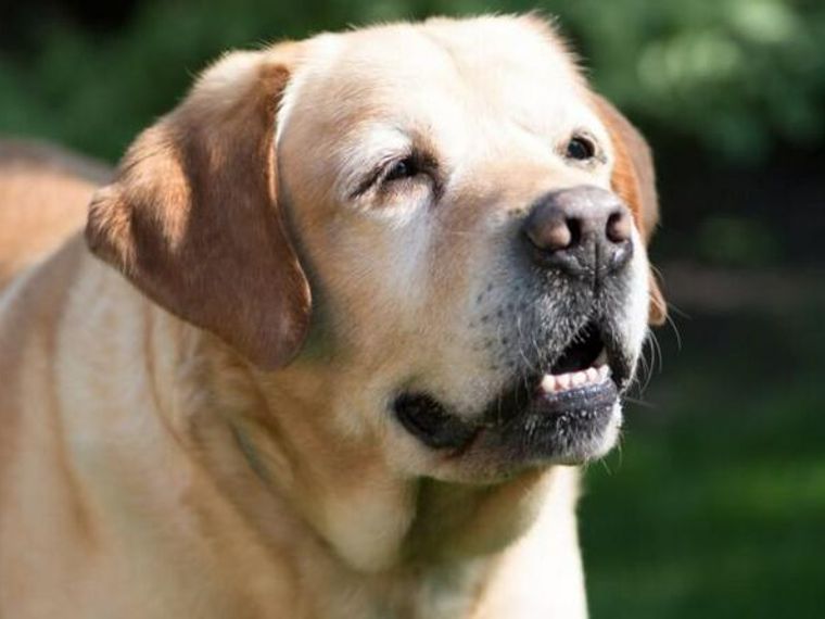 ご長寿ペットの長生きの秘訣は 犬や猫と暮らす皆さんに聞いてみました ペトコト
