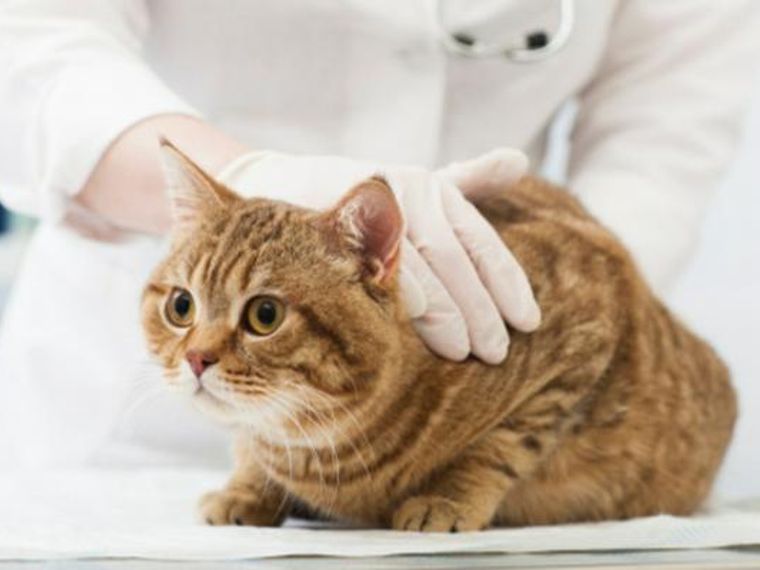 猫のレントゲン検査で何がわかる 獣医画像診断医が撮り方や安全性を解説 ペトコト 猫のレントゲン検査で何がわかる 獣医画像診断医が撮り方や安全性を解説 ペトコト