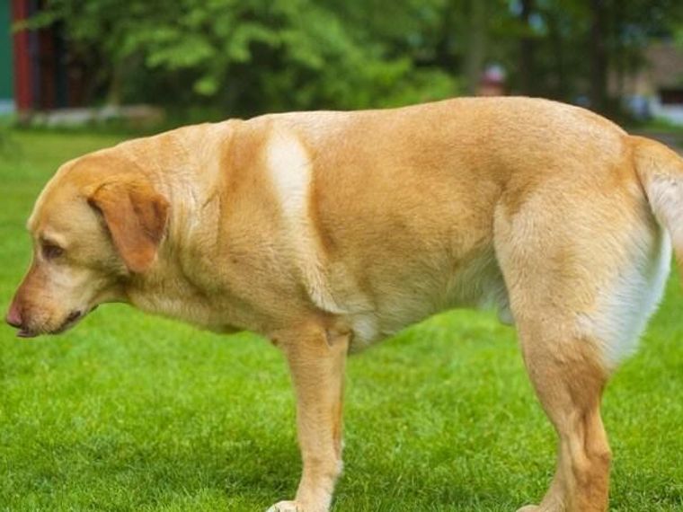 犬の股関節形成不全 かかりやすい犬種 症状 診断 原因 治療 予防法を獣医師が解説 ペトコト