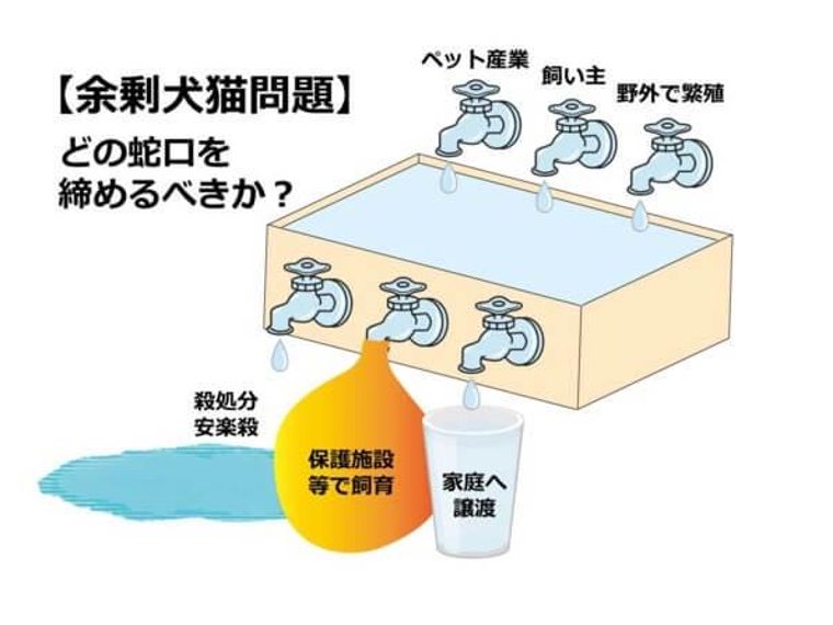 ペット 殺 コレクション 処分 論文