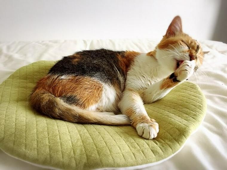 なぜ猫は転送装置に入ってしまう 簡単にできて見ていて楽しい猫の不思議な習性を紹介 ペトコト