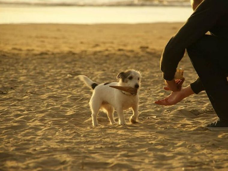 犬がもってこいができない理由と教え方 おもちゃはボールでなくてもok ペトコト