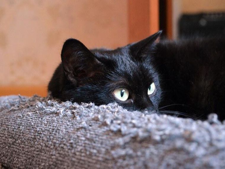 猫を預ける際の準備や注意点 動物病院やホテルといった環境が与えるストレスなどを解説 ペトコト