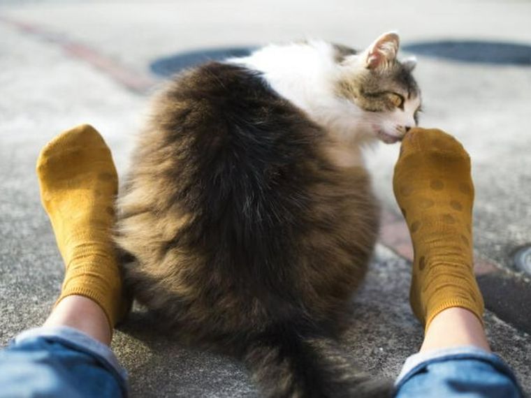 猫が臭いを嗅いだ時にする変顔はフレーメン反応かも 靴下や足の臭いで反応する理由を解説 ペトコト