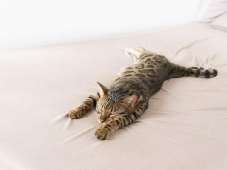 猫の元気がない時に考えられる原因や症状別の病気などを猫専門獣 