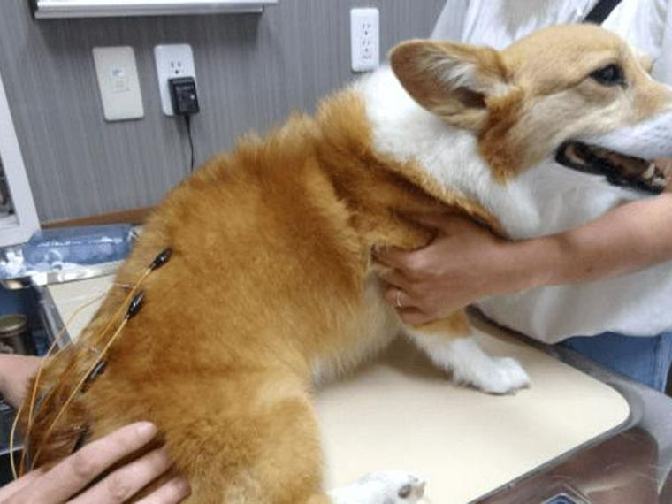 専門医獣医師解説 犬の鍼灸治療は効果がある 椎間板ヘルニアへの効果や注意点を解説 ペトコト